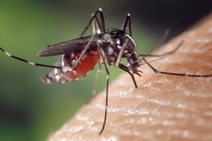 Hidalgo registra 18 nuevos casos de dengue en tres semanas