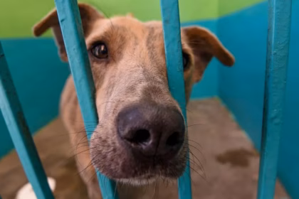 Hidalgo reconoce a los animales como seres sintientes mediante decreto oficial