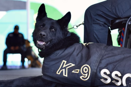 León prepara la adopción de caninos y binomios jubilados en septiembre para fortalecer la seguridad