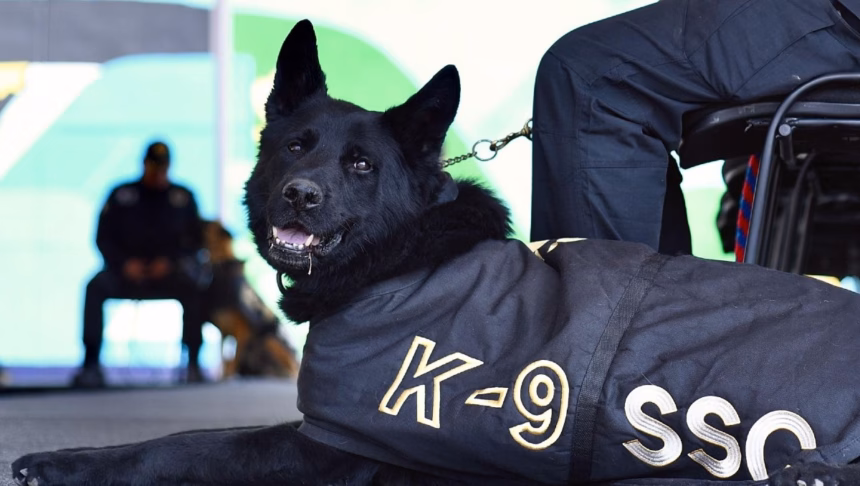 León prepara la adopción de caninos y binomios jubilados en septiembre para fortalecer la seguridad
