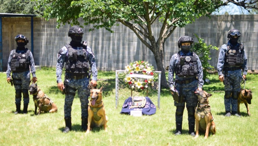 Rinden homenaje a Chato, perro policía que sirvió 10 años en Irapuato