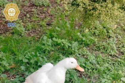 Perro muerde a pato en el Bosque de Chapultepec