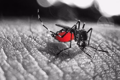 Casos de dengue en Jalisco alcanzan casi 1,000 en 2025