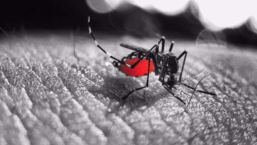 Casos de dengue en Jalisco alcanzan casi 1,000 en 2025