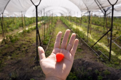 Agricultura tecnificada en México: ejemplo de éxito en Jalisco