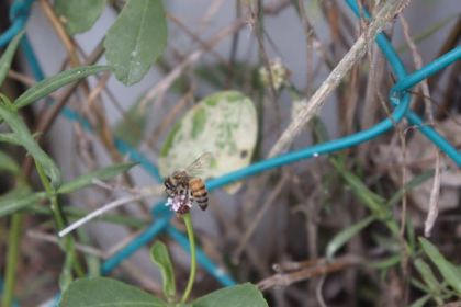 Crecimiento urbano reduce población de abejas meliponas en Cancún