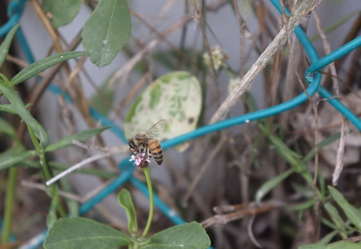 Crecimiento urbano reduce población de abejas meliponas en Cancún