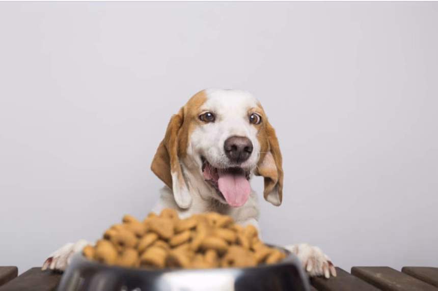 Dieta que genera malestar en mascotas, advertencia