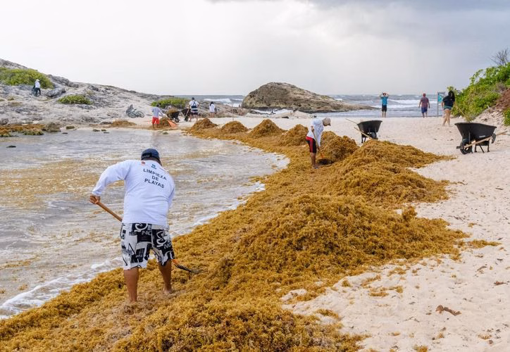 Quintana Roo recolecta 55 mil toneladas de sargazo en 2025