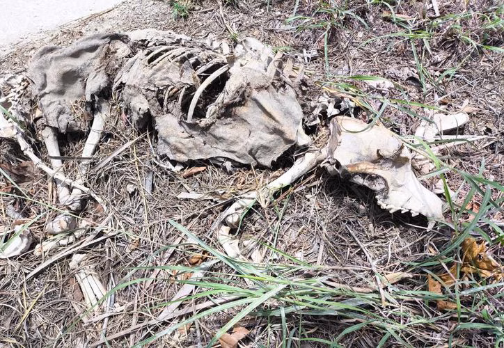 Maltrato animal en aumento en Quintana Roo: sanciones y detenciones