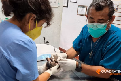 Crecimiento Urbano Amenaza Fauna Silvestre en Cozumel