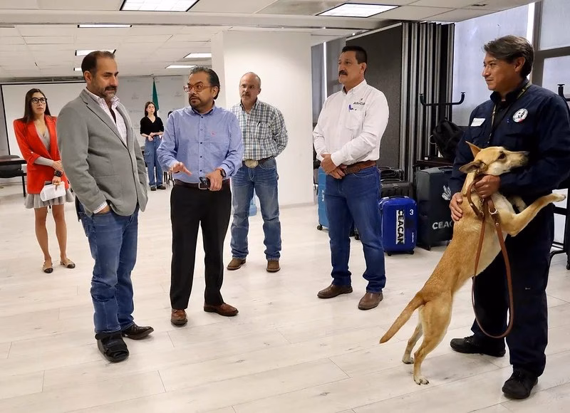 Jalisco refuerza detección del gusano barrenador con binomios caninos