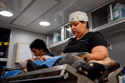 Más de 3 mil esterilizaciones gratuitas en El Marqués en 2023
