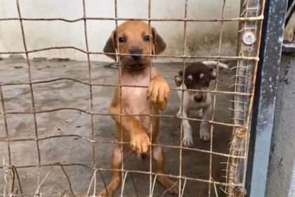 Veracruz realizará la Expo Adopta para fomentar la adopción de mascotas