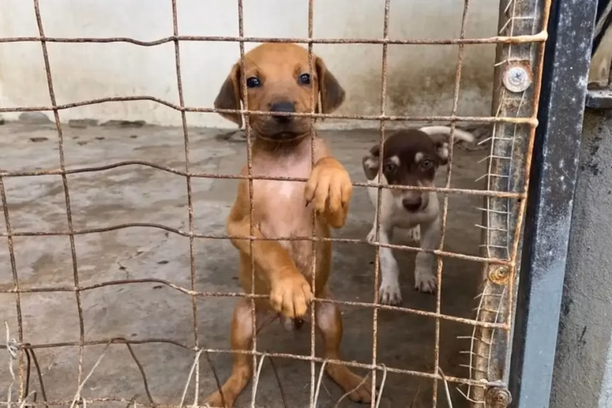 Veracruz realizará la Expo Adopta para fomentar la adopción de mascotas