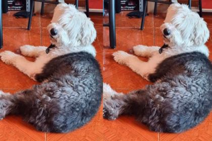 Buscan a Duquesa, perrita extraviada en Querétaro desde julio