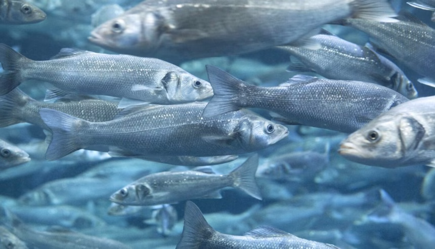 La pérdida de oxígeno en los océanos pone en riesgo a los peces de aguas profundas