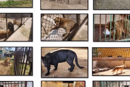 Rescatan animales exóticos en predio de Ocoyoacac, Estado de México