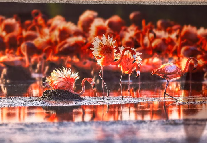 Flamenco Rosa también se avista en Cancún