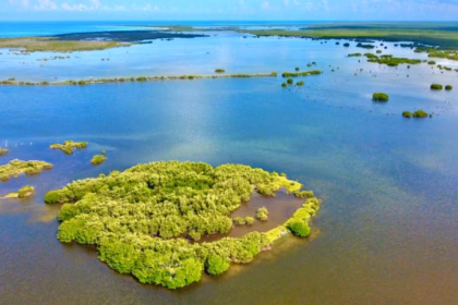 Cozumel aprende restauración de manglares con taller práctico