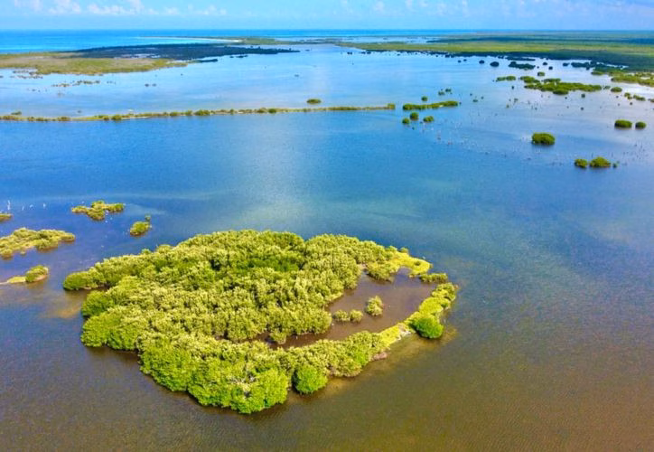 Cozumel aprende restauración de manglares con taller práctico