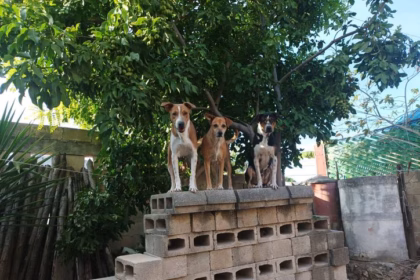 Manadas de perros ferales en Cancún representan un riesgo creciente