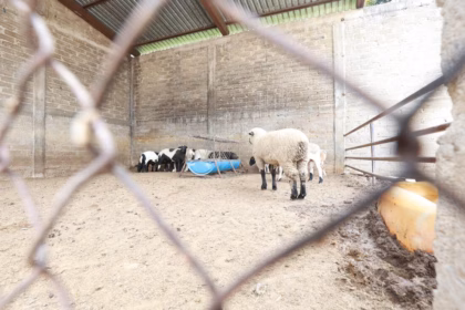 Gobierno del Edomex concluye entrega de bienes decomisados en Operación Liberación