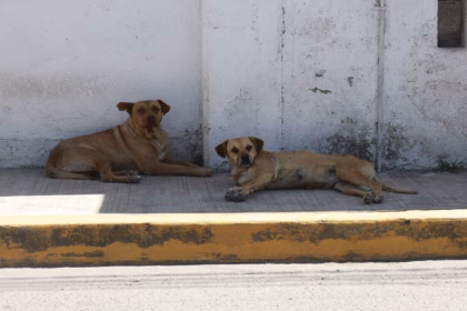 Ataques de perros ferales en Querétaro alcanzan 40 incidentes mensuales