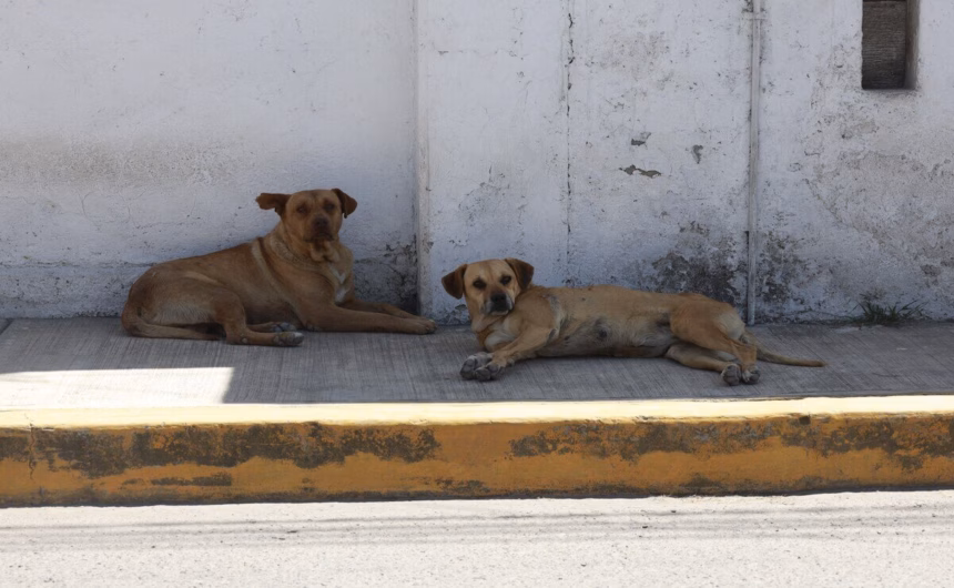 Ataques de perros ferales en Querétaro alcanzan 40 incidentes mensuales