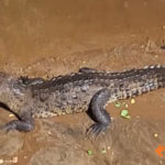 Presencia de cocodrilo en El Coacoyul, Zihuatanejo genera alarma