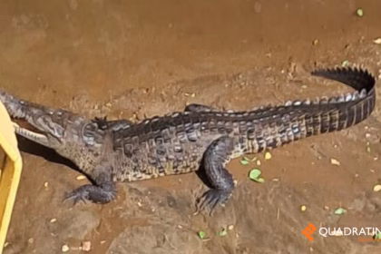Presencia de cocodrilo en El Coacoyul, Zihuatanejo genera alarma