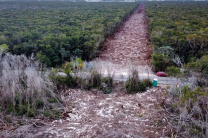 La caída de la agenda ambiental en México y su impacto global