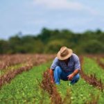 Amenaza de aranceles de EU genera alerta en productores mexicanos