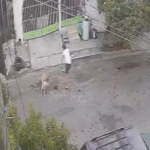Denuncian ataques de perro agresivo en Escobedo