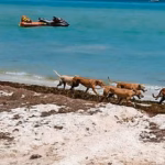 Autoridades niegan presencia de jaurías en playas de Progreso