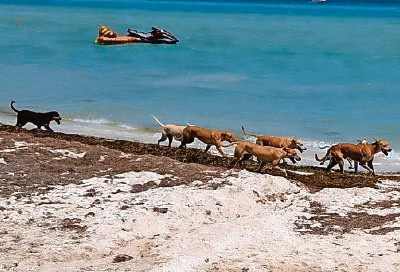Autoridades niegan presencia de jaurías en playas de Progreso