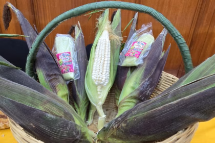 Feria del Elote 2025 en Cocotitlán celebra 40 años con más de 300 productos de maíz