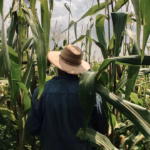 Crisis en Chiapas por altas temperaturas afecta cultivo de maíz