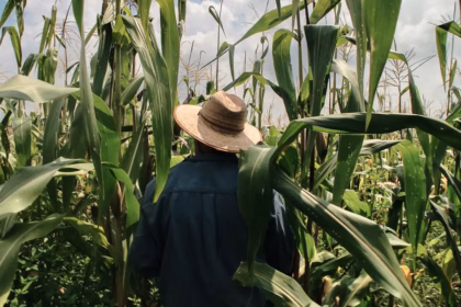 Crisis en Chiapas por altas temperaturas afecta cultivo de maíz