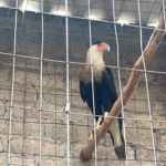 Rescatan 115 aves y caracara en peligro de extinción en Atizapán