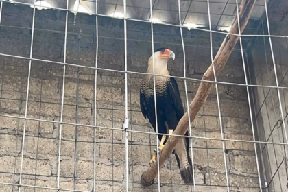 Rescatan 115 aves y caracara en peligro de extinción en Atizapán