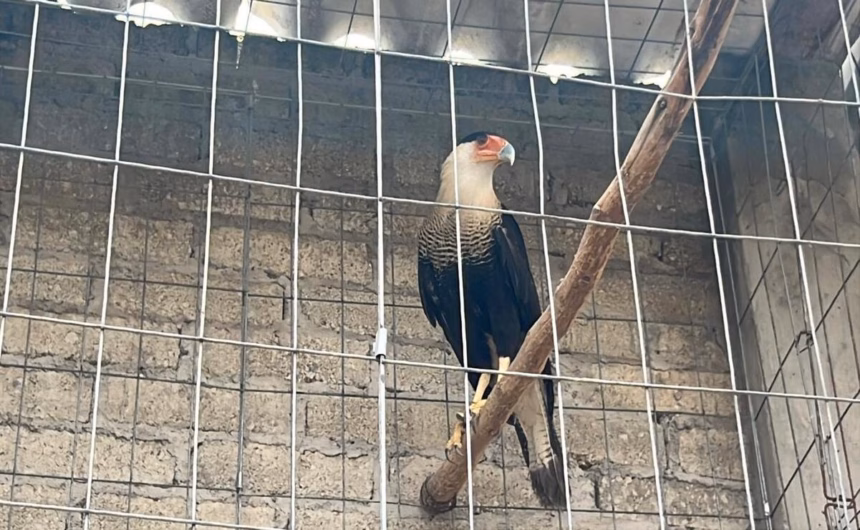Rescatan 115 aves y caracara en peligro de extinción en Atizapán