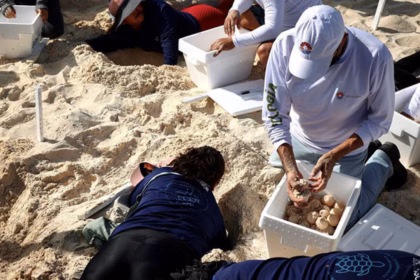 Resguardan más de 420 mil huevos de tortuga en Cancún