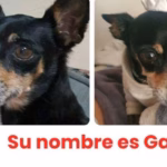 Buscan a Gala, perrita Chihuahua de 14 años, en Querétaro