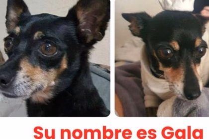 Buscan a Gala, perrita Chihuahua de 14 años, en Querétaro