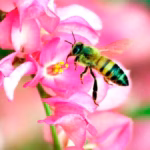 Muertes en México por picadura de abeja superan a las por mordedura de serpiente
