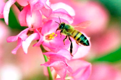 Muertes en México por picadura de abeja superan a las por mordedura de serpiente