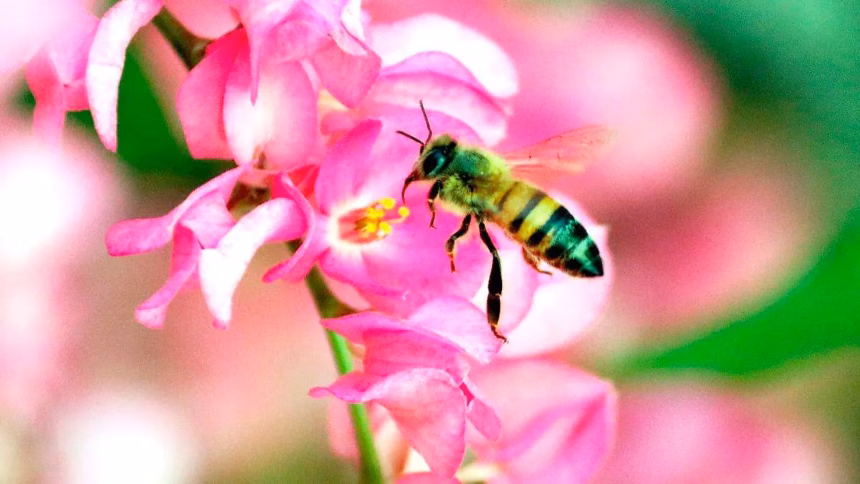 Muertes en México por picadura de abeja superan a las por mordedura de serpiente