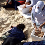 Resguardan más de 420 mil huevos de tortuga en Cancún