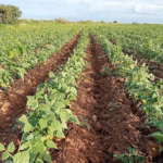 Zacatecas prepara una cosecha récord de frijol en 2025